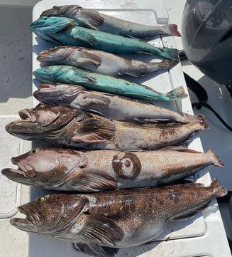 Monterey Bay catch aboard Last Meal Sportfishing